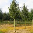 Tilia Cordata Greenspire