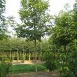 Notenboom - Juglans Regia