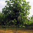 Platanus acerifolia