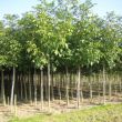 Notenboom - Juglans Regia