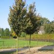 Tilia Cordata Greenspire