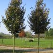 Tilia Cordata Greenspire