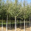 Betula Utilis Doorenbos